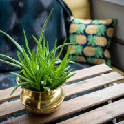 Aloe vera: Ljekovita i lijepa biljka o kojoj se lako brinuti