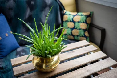 Aloe vera: Ljekovita i lijepa biljka o kojoj se lako brinuti