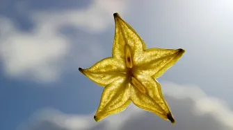 Karambola je zvijezda među egzotičnim voćem. Jesi li je probala?