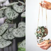 'Ceropegia woodii' je predivna biljka srcolikih listova koju moraš imati u svome domu