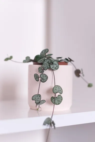 'Ceropegia woodii' je predivna biljka srcolikih listova koju moraš imati u svome domu