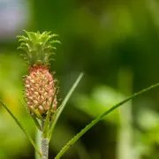 Želiš li tropski ugođaj u svome domu, uzgoji mini ananas