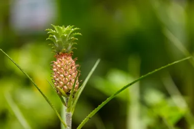 Želiš li tropski ugođaj u svome domu, uzgoji mini ananas