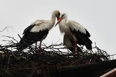 Kraj jedne ljubavi: Uginula je Klapetanova Malena