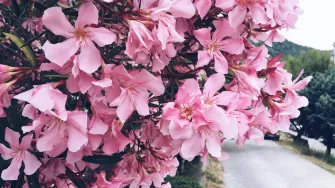 Oleander je simbol mediteranskih vrtova, a znamo i kako ga uzgojiti