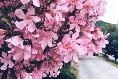 Oleander je simbol mediteranskih vrtova, a znamo i kako ga uzgojiti