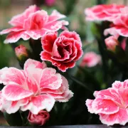 Karanfil - cvijet bogate simbolike i očaravajućeg mirisa