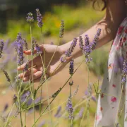 Lavanda - biljka predivnog mirisa s mnogobrojim blagodatima za zdravlje