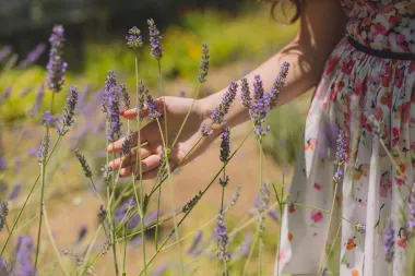 Lavanda - biljka predivnog mirisa s mnogobrojim blagodatima za zdravlje