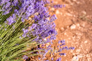 Lavanda - biljka predivnog mirisa s mnogobrojim blagodatima za zdravlje
