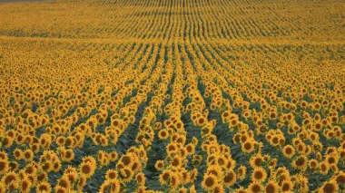 Suncokret je simbol ljeta i vedrine, a ima i odlična ljekovita svojstva
