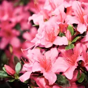 Azaleja - azijska ljepotica koja je pravi izazov za ljubiteljice cvijeća