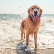 5 najljepših jadranskih plaža koje su 'pet friendly'