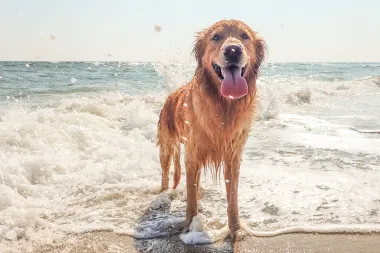 5 najljepših jadranskih plaža koje su 'pet friendly'