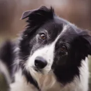 Border Collie: Pasmina za koju kažu da je najinteligentnija