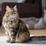 Maine coon: 10 zanimljivosti o jednoj od najposebnijih mački na svijetu