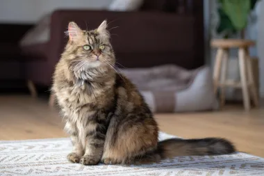 Maine coon: 10 zanimljivosti o jednoj od najposebnijih mački na svijetu