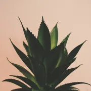 Aloe vera - sve zdravstvene dobrobiti ove čudesne biljke