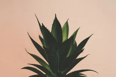 Aloe vera - sve zdravstvene dobrobiti ove čudesne biljke