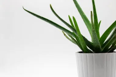 Aloe vera - sve zdravstvene dobrobiti ove čudesne biljke
