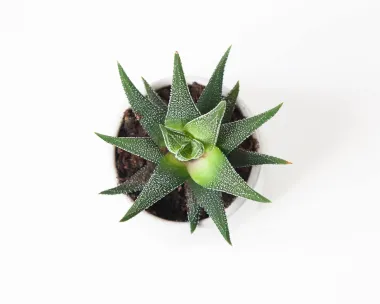 Aloe vera - sve zdravstvene dobrobiti ove čudesne biljke