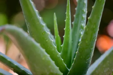 Aloe vera - sve zdravstvene dobrobiti ove čudesne biljke