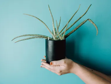 Aloe vera - sve zdravstvene dobrobiti ove čudesne biljke