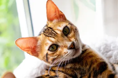 Bengalska mačka: Umiljati mini leopard koji će osvojiti tvoje srce