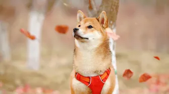 Shiba Inu: Sve što trebaš znati o ovim malim psima hrabrog srca