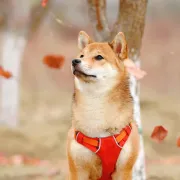 Shiba Inu: Sve što trebaš znati o ovim malim psima hrabrog srca
