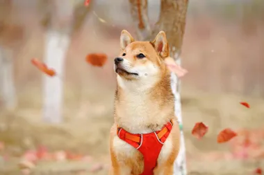 Shiba Inu: Sve što trebaš znati o ovim malim psima hrabrog srca