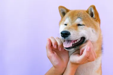 Shiba Inu: Sve što trebaš znati o ovim malim psima hrabrog srca