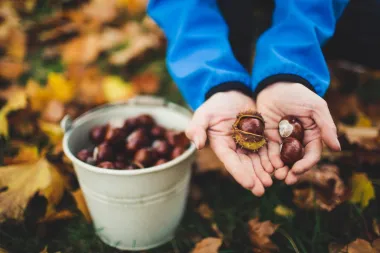 Kesteni - omiljena jesenska poslastica odlična i za zdravlje