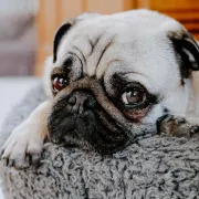 Mops: Psić 'zgužvane' njuškice koji će ti karakterom ukrasti srce