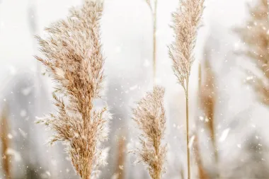 Pampas bor - novi hit u uređenju interijera za blagdane