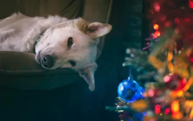 Ne znaš kako kućne ljubimce držati podalje od božićnog drvca? Imamo savjete
