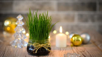 Zeleni simbol Božića: Vodič za uzgoj najljep&scaron;e i najgu&scaron;će p&scaron;enice