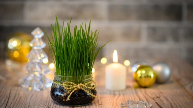 Zeleni simbol Božića: Vodič za uzgoj najljep&scaron;e i najgu&scaron;će p&scaron;enice