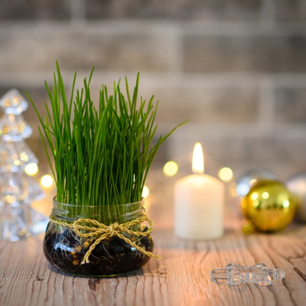 Zeleni simbol Božića: Vodič za uzgoj najljepše i najgušće pšenice