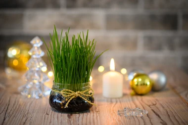 Zeleni simbol Božića: Vodič za uzgoj najljepše i najgušće pšenice