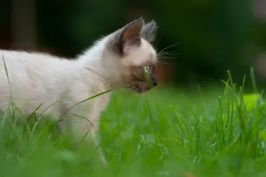 Ima neka tajna veza: Zašto su posebne žene koje vole mačke?