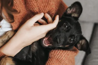 Hrčak ili mačka? Koji je tvoj idealni kućni ljubimac po horoskopskom znaku