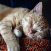 Purr: 6 stvari koje ti tvoja mačka pokušava reći kada prede