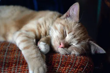 Purr: 6 stvari koje ti tvoja mačka pokušava reći kada prede
