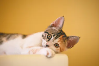 Purr: 6 stvari koje ti tvoja mačka pokušava reći kada prede