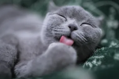 Purr: 6 stvari koje ti tvoja mačka pokušava reći kada prede