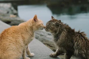 Purr: 6 stvari koje ti tvoja mačka pokušava reći kada prede