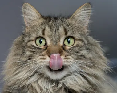 Purr: 6 stvari koje ti tvoja mačka pokušava reći kada prede