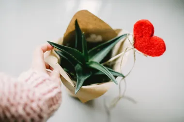 Kolumna jedne žene: Idemo nanovo, Valentinovo