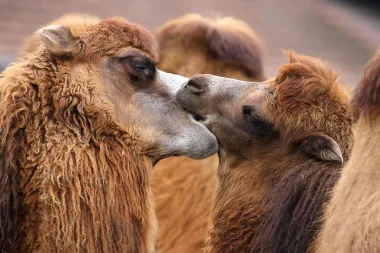 Valentinovo u zagrebačkom ZOO- u: Tko su najveći zavodnici u svijetu životinja, a koga krasi vjernost